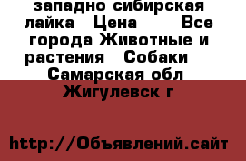 западно сибирская лайка › Цена ­ 0 - Все города Животные и растения » Собаки   . Самарская обл.,Жигулевск г.